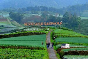 Hamparan perbukitan tanaman sayur yang subur. (mac) 